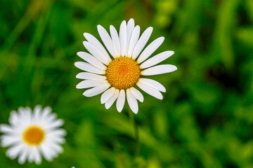 Obraz premium Daisies grow among the grass, Midsummer