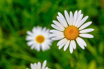 Fototapeta premium Daisies grow among the grass, Midsummer