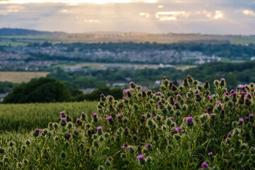 Obraz premium Bunch of Thistle in Scottish countryside