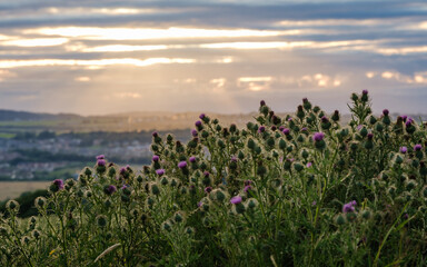 Bunch of Thistle in Scottish countryside