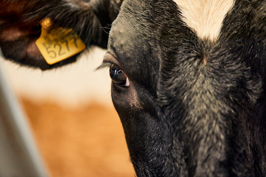 Close-up of black cow in dairy farm