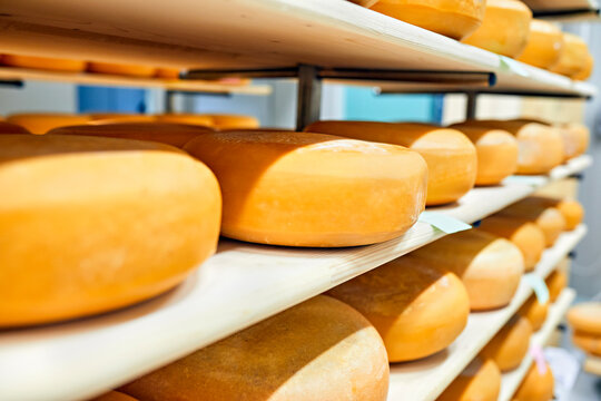 Cheese factory, cheese wheels maturing in shelf
