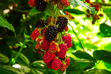 Blackberries grow in the garden. Ripe and unripe berries on a bush with green leaves selective focus. Berry background.