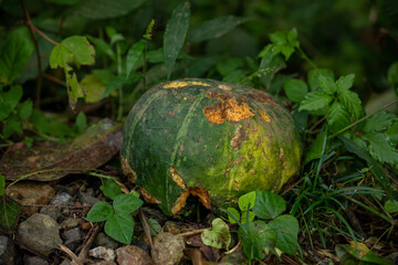 カボチャ（巾着田）
