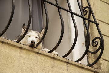 sleeping husky window domestic animal funny scene portrait