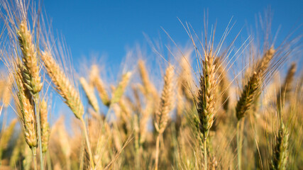 Wheatfield. Close up golden yellow ears of wheat in the sunset during harvest.