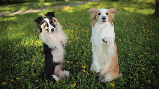 Two Excited Border Collie waiting for human to throw her a ball so she can aport it. Head of black and white border collie in springtime