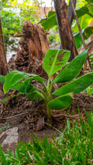 Small banana tree. Baby tree growing
