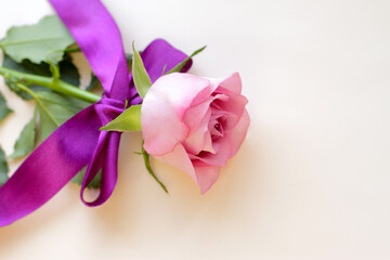 single pink rose with lilac ribbon, single flower laying on light background, copy space 