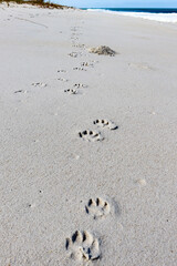 footprints on the beach