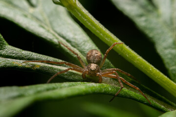 A spider on a leaf. The concept of arthropods, arachnids. The spider winds its cobweb.