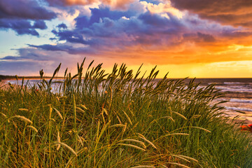 Plants on the sea during sunset. View of the grass, trees and the sea during the sunset.