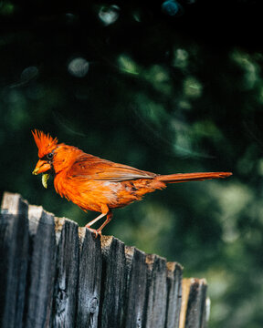 Cardinal Bird With Worm 
