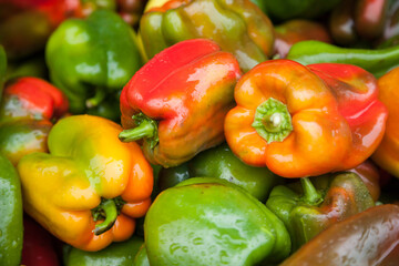 A  display of bell peppers at a farm near Gervais, Oregon