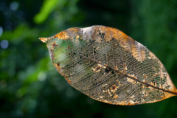Texture and details of dry leaf with bokeh background 