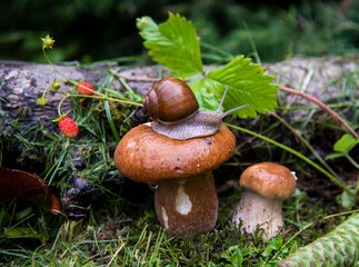  A garden snail sits on a large wet mushroom, and another smaller mushroom grows nearby.