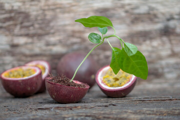Tropical fruit,  passiflora
