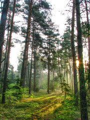  Sunrise on a forest path - morning in the forest