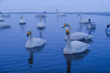 湖に集まる白鳥たち