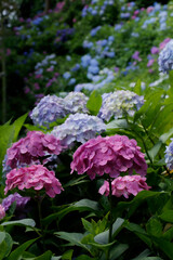 Obraz premium 紫陽花の花