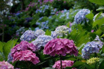 紫陽花の花