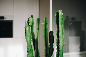 Clever use of cacti plant in interior design of a living room as decor