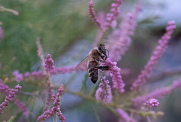 Tamarix ramosissima summer flowering shrub. Also known as Tamarisk.