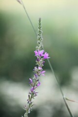 Fleur violette en pleine nature 