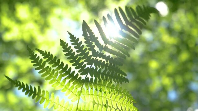 MACRO, DOF, LENS FLARE: Detailed close up shot of beautiful fern leaves illuminated by sun rays. Bright spring sunbeams shine on a lush green fern deep in the scenic forest in the Slovenian mountains.