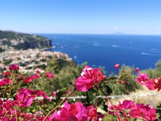 Un fiore, una viola rosa catturata sul belvedere di San Franceesco a Vico Equense , in penisola sorrentina, a pochi passi da Sorrento! Sullo sfondo Il porticciolo e il porto di Vico Equense.