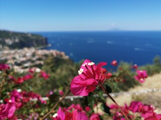Un fiore, una viola rosa catturata sul belvedere di San Franceesco a Vico Equense , in penisola...