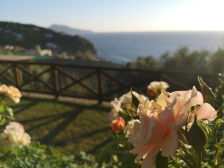 Un fiore, una rosa  catturata a Massa Lubrense, in penisola sorrentina a pochi passi da Sorrento e...