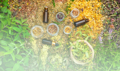 Fototapeta na wymiar Bottles of tincture or oil and dry healthy healing herbs. Herbal medicine, aromatherapy essential oil bottle, top view, close up