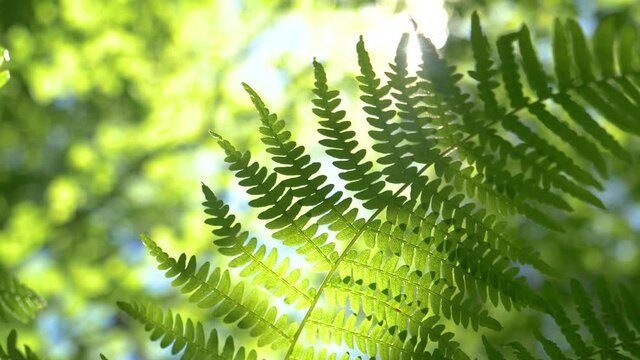 MACRO, LENS FLARE, DOF: Bright spring sun rays shine on a fern plant swaying deep in the dense woods of Logar Valley. Lush green fern sways in the wind blowing through the serene forest in Slovenia.