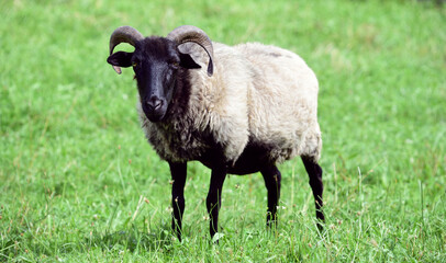 A white sheep with a black head and horns stands on a green pasture