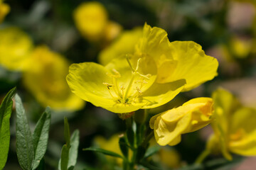 Yellow evening primrose flowers close-up.Selective focus with shallow depth of field