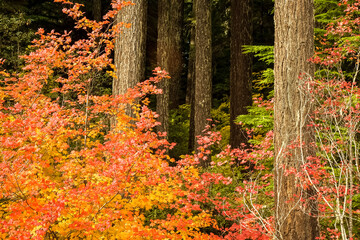 Vine maple trees at peak fall color along the Santiam highway near the sumit of the Santiam pass.  Also Douglas fir trees in the background.