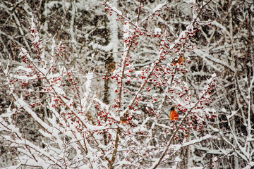 Spring Robins Sitting in a Snowy Crab Apple Tree