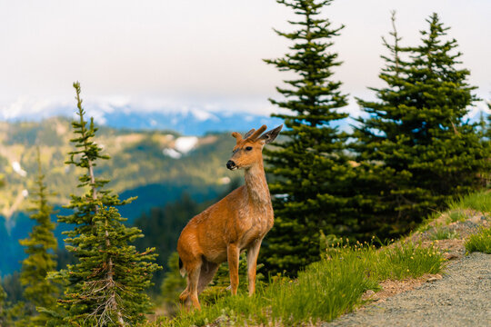 Wild Deer Grazing In Olympic National Park On Summer Evening