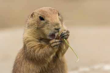 Prairie dog, Cynomys, eating greens