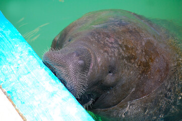 Manatee on the edge of the pool