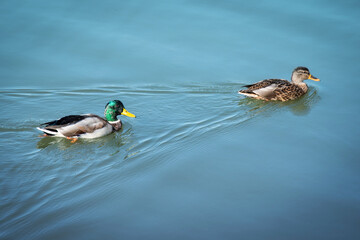 Ducks swimming. couple of mallard and drake floating on blue wat