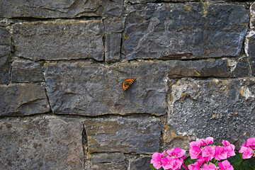 An orange butterfly sitting on the wall