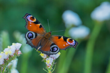 Fototapeta na wymiar Peacock butterfly Aglais io