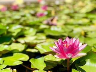 Pink water lily in fountain at Mission San Juan Capistrano