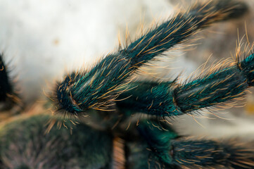 Chromatopelma cyaneopubescens - a spider, a blue-green avian.