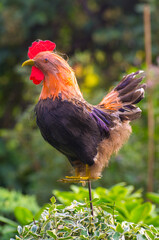 Rooster - garden decoration, colourful imitation decorating the surroundings of flowers