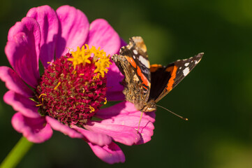Flower with a butterfly in the garden in summer