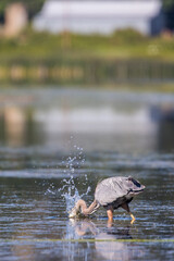 Great Blue Heron Strikes at a Fish