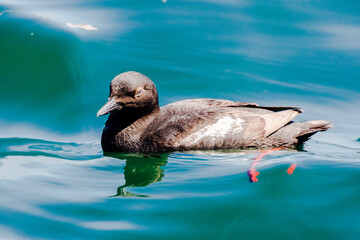 Pigeon Guillemot Basking in the Sun on a Warm Day